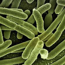 Lactobacillus Ferment
